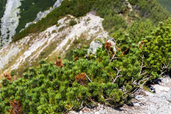 Uitzicht op pine tree tatra bergen van het wandelpad. Polen. Europa. — Stockfoto