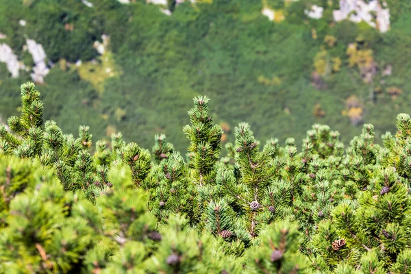 Uitzicht op pine tree tatra bergen van het wandelpad. Polen. Europa. — Stockfoto