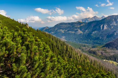 Polonya yeşil çam ormanları ile kaplı tatras Dağları.