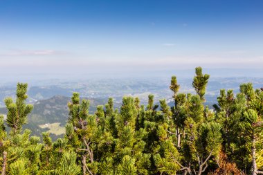 Polonya yeşil çam ormanları ile kaplı tatras Dağları.