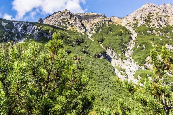 Tatra Berge bedeckt von grünen Kiefernwäldern, Polen. — Stockfoto