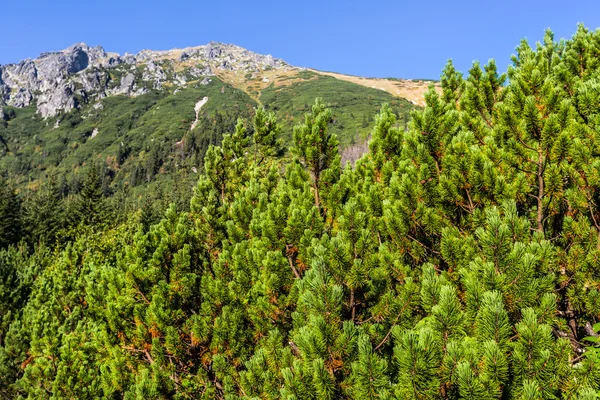 Tatra Berge bedeckt von grünen Kiefernwäldern, Polen. — Stockfoto