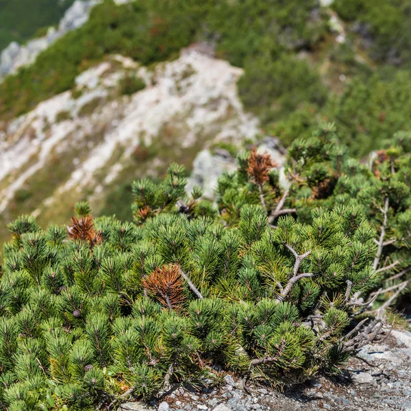 Uitzicht op tatra bergen van het wandelpad. Polen. Europa. — Stockfoto