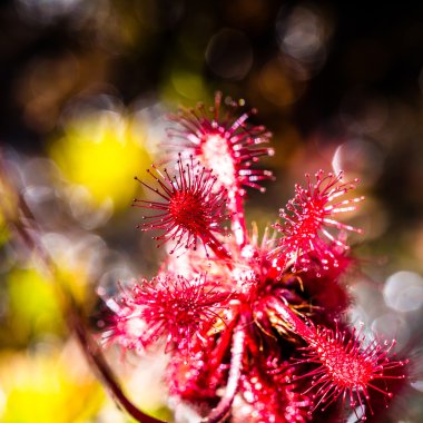 Sundew (Drosera rotundifolia) Yaylası Roraima tepui - Venezuela, Güney Amerika 
