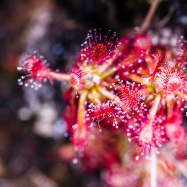 Sundew (Drosera rotundifolia) Yaylası Roraima tepui - Venezuela, Güney Amerika 