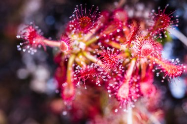 Sundew (Drosera rotundifolia) Yaylası Roraima tepui - Venezuela, Güney Amerika 