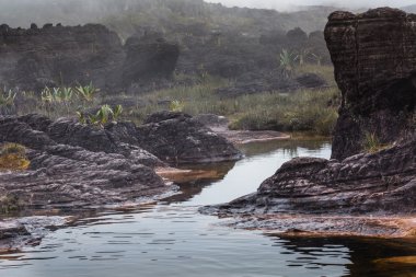 Çok nadir bir endemik bitkiler Yaylası, Roraima üzerinde - Venezuela
