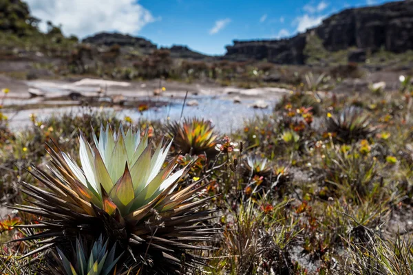 O plantă endemică foarte rară pe platoul Roraima - Venezuela — Fotografie, imagine de stoc