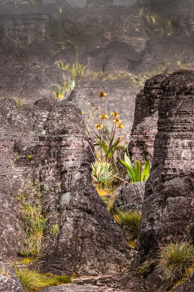 ロライマ - ベネズエラの高原の植物の非常にまれな流行 — ストック写真