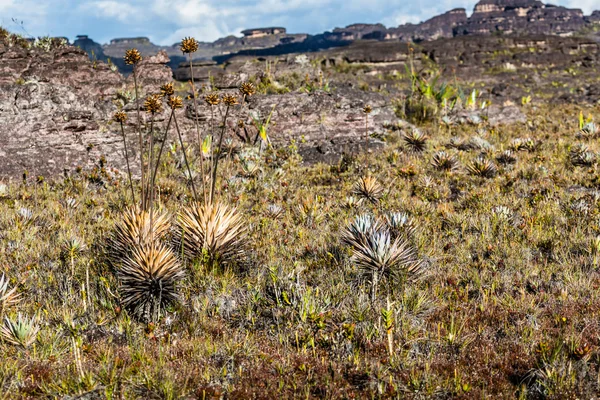 Plantas endémicas muito raras no planalto de Roraima - Venezuela — Fotografia de Stock