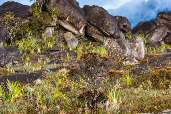 Velmi vzácné endemické rostliny na plošině Roraima - Venezuela — Stock fotografie