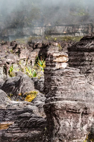 Een zeer zeldzame endemische planten op het plateau van Roraima - Venezuela — Stockfoto