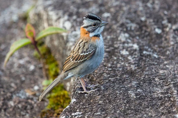Small bird on plateau of Roraima tepui - Venezuela, South America — Stock Photo, Image