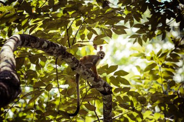Siyah şapkalı sincap maymun (Saimirinae Saimiri boliviensis ağaçta oturuyor) 