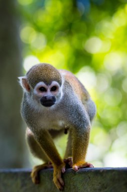 Siyah şapkalı sincap maymun (Saimirinae Saimiri boliviensis ağaçta oturuyor) 