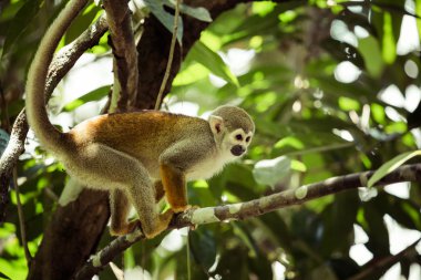 Siyah şapkalı sincap maymun (Saimirinae Saimiri boliviensis ağaçta oturuyor) 