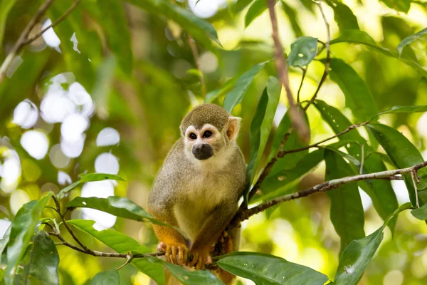 Czarnogłowy Kamczacki małpa wiewiórki siedzi na drzewie (boliviensis Saimirinae Systematyka w Wikispecies) — Zdjęcie stockowe