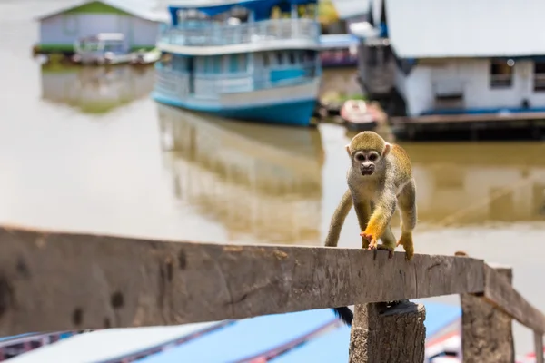 A black-capped squirrel monkey sitting on a tree (Saimirinae Saimiri boliviensis) — Stock Photo, Image