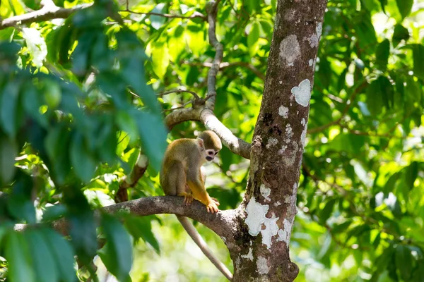 坐在一棵树 (Saimirinae Saimiri boliviensis 上的黑头松鼠猴) — 图库照片