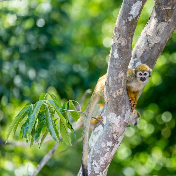 Scimmia scoiattolo dalla testa nera seduta su un albero (Saimirinae Saimiri boliviensis ) — Foto Stock