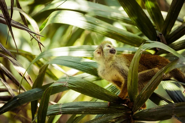 Czarnogłowy Kamczacki małpa wiewiórki siedzi na drzewie (boliviensis Saimirinae Systematyka w Wikispecies) — Zdjęcie stockowe