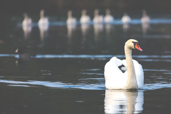 秋の時間で湖の白鳥の家族スイミングの静かな情景. — ストック写真