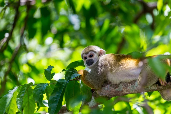 Ein schwarzgekappter Eichhörnchenaffe auf einem Baum sitzend (saimirinae saimiri boliviensis) — Stockfoto