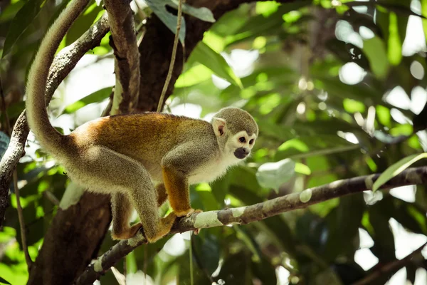 Czarnogłowy Kamczacki małpa wiewiórki siedzi na drzewie (boliviensis Saimirinae Systematyka w Wikispecies) — Zdjęcie stockowe