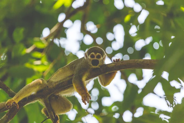 Un mono ardilla de capa negra sentado en un árbol (Saimirinae Saimiri boliviensis ) —  Fotos de Stock