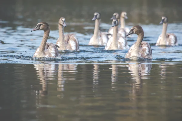 Lugn scen av en Swan familj simning på en sjö på hösten tid. — Stockfoto