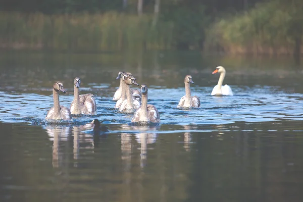 Lugn scen av en Swan familj simning på en sjö på hösten tid. — Stockfoto