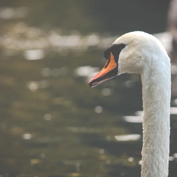 Escena tranquila de una familia de cisnes nadando en un lago en otoño . — Foto de Stock