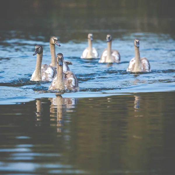 Scena tranquilla di una famiglia di cigni Nuotare su un lago in autunno . — Foto Stock
