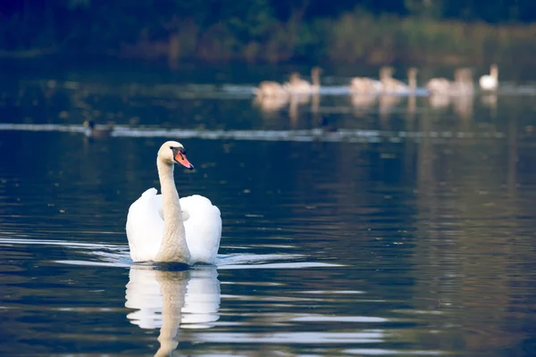 Bir kuğu aile Yüzme Sonbahar zaman bir göl kenarında sakin sahne. — Stok fotoğraf