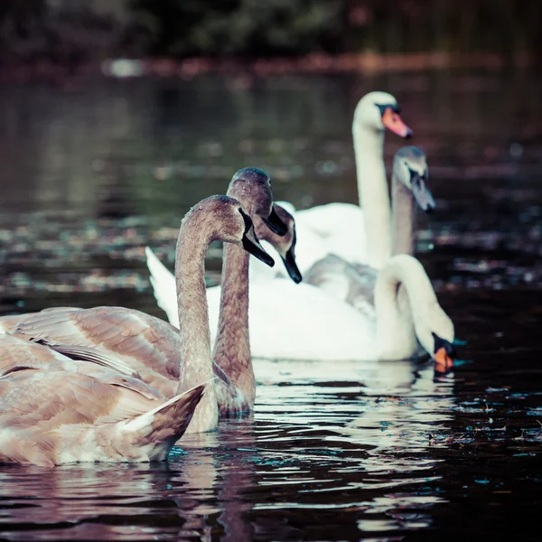 Bir kuğu aile Yüzme Sonbahar zaman bir göl kenarında sakin sahne. — Stok fotoğraf