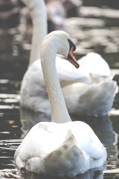 Lugn scen av en Swan familj simning på en sjö på hösten tid. — Stockfoto