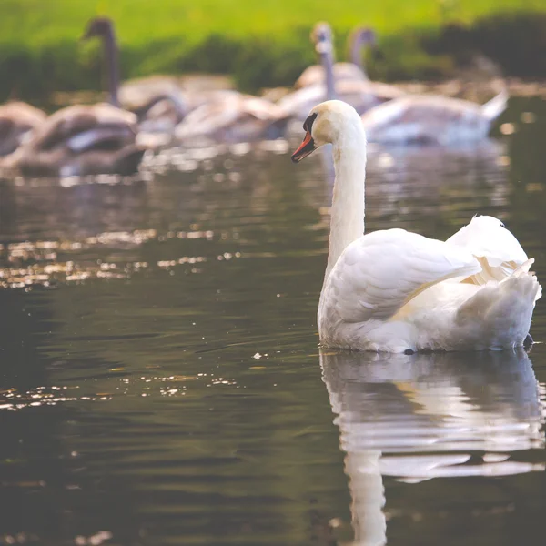 Bir kuğu aile Yüzme Sonbahar zaman bir göl kenarında sakin sahne. — Stok fotoğraf