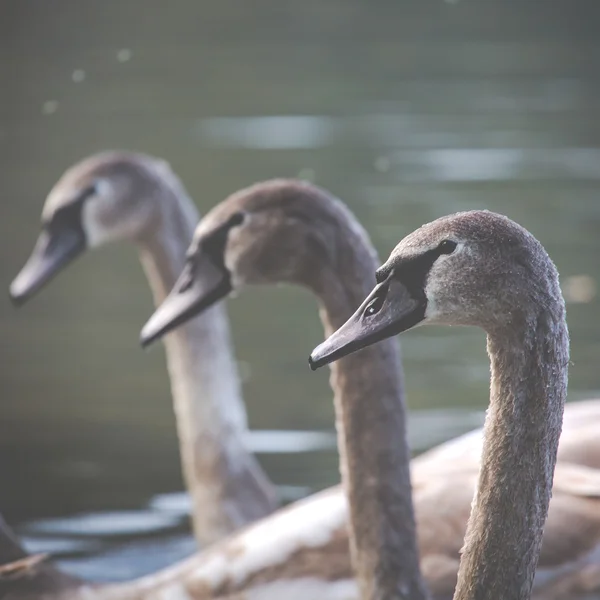 Cena tranquila de uma família de cisnes Nadar em um lago na hora do outono . — Fotografia de Stock