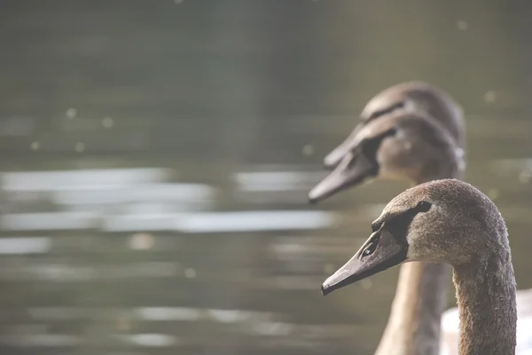 Scena tranquilla di una famiglia di cigni Nuotare su un lago in autunno . — Foto Stock