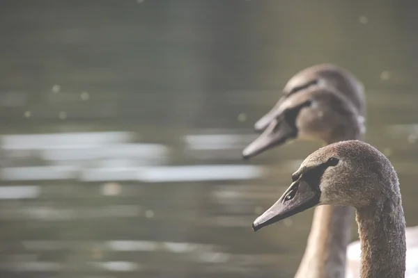 Lugn scen av en Swan familj simning på en sjö på hösten tid. — Stockfoto