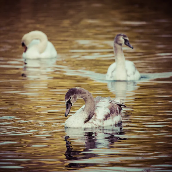 Lugn scen av en Swan familj simning på en sjö på hösten tid. — Stockfoto