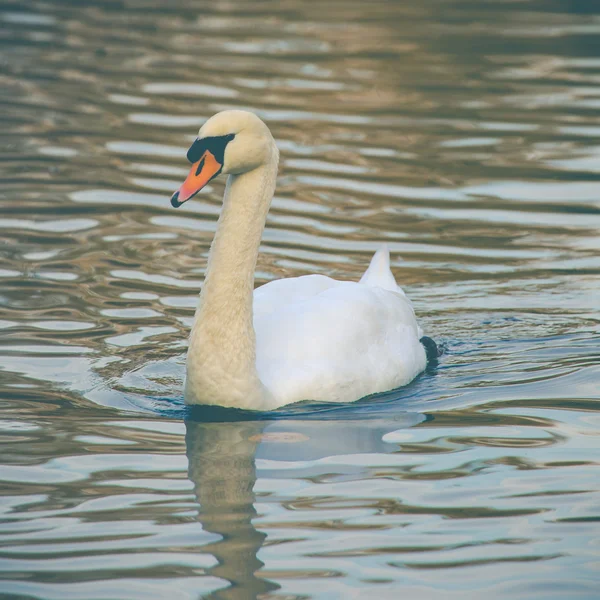 Escena tranquila de una familia de cisnes nadando en un lago en otoño . — Foto de Stock