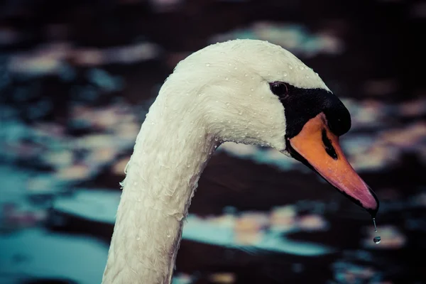 Scena tranquilla di una famiglia di cigni Nuotare su un lago in autunno . — Foto Stock