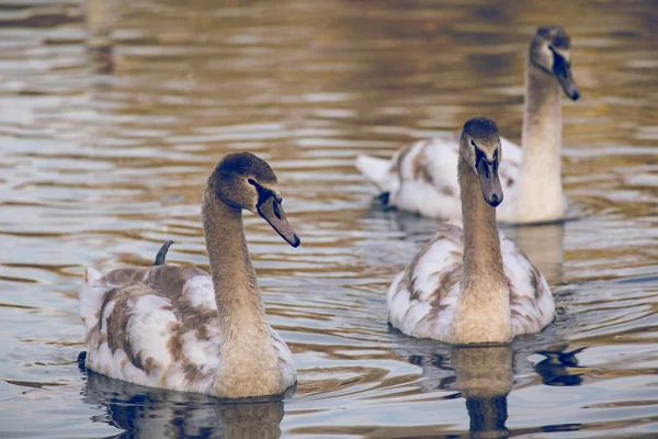 Lugn scen av en Swan familj simning på en sjö på hösten tid. — Stockfoto