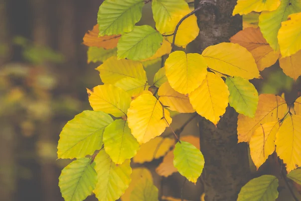 Foglie colorate sugli alberi nella stagione autunnale in Polonia . — Foto Stock