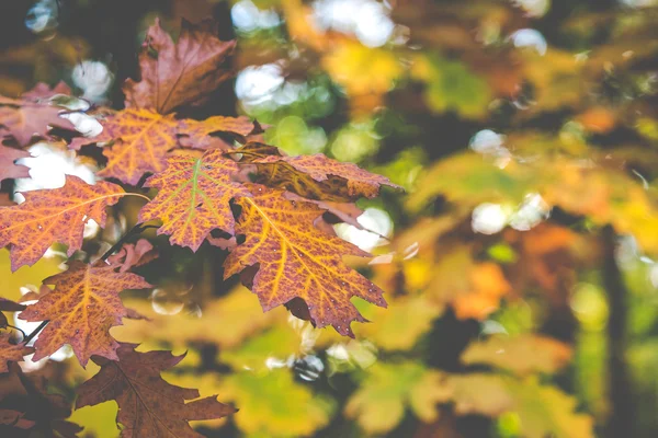 Kolorowe liście na drzewach w jesieni w Polsce. — Zdjęcie stockowe