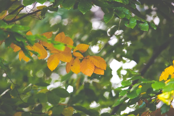 Hojas de colores en los árboles en otoño en Polonia . — Foto de Stock