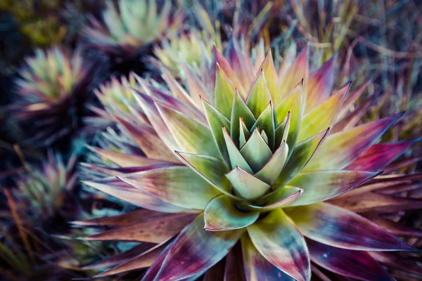 Mount Roraima Venezuela endemik bitki — Stok fotoğraf