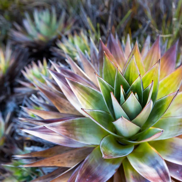 Endemisk plante fra Mount Roraima i Venezuela – stockfoto