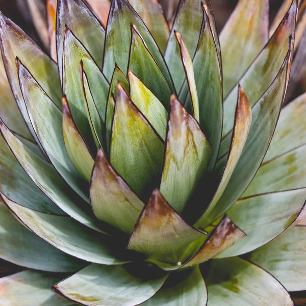 Endemic plant from Mount Roraima in Venezuela — Stock Photo, Image